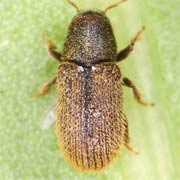 Kissophagus hederae (2–2.4 mm)