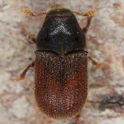 Phloeosinus aubei (2–2.6 mm)