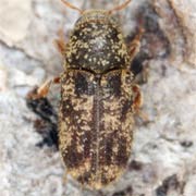 Pteleobius kraatzi (1.8–2 mm)