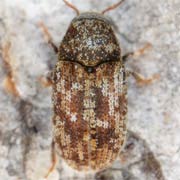 Pteleobius vittatus (1.8–2.3 mm)