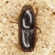 Scolytus carpini (2.2–3.2 mm)