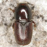 Scolytus intricatus (2.5–3.5 mm)