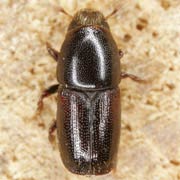 Scolytus mali (3–4 mm)