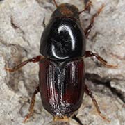 Scolytus scolytus (3.2–5.5 mm)