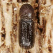 Taphrorychus bicolor (1.6–2.5 mm)