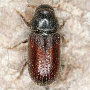 Tomicus minor (3.2–5 mm)