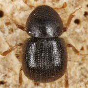 Xyleborus dispar (3.2–3.5 mm)