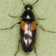 Anaspis humeralis (2.5–3 mm)