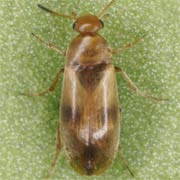 Anaspis maculata (2.5–3 mm)