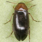 Anaspis ruficollis (2.5–3 mm)