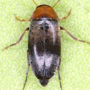 Anaspis varians (2–3 mm)