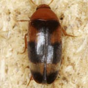 Cyrtanaspis phalerata (3.5–3.8 mm)