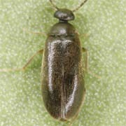 Scraptia fuscula (2.3–2.8 mm)