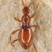1.6 - 1.9 mm