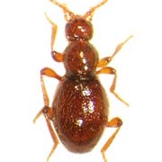 Scydmaenus rufus (1.4–1.5 mm)