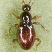 Scydmaenus tarsatus (2–2.1 mm)