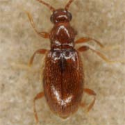 Scydmoraphes sparshalli (1.3–1.4 mm)