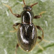 Stenichnus collaris (1–1 mm)