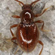 Stenichnus godarti (1.7–2 mm)