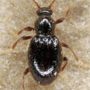 Stenichnus scutellaris (1.4–1.5 mm)