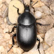 Ablattaria laevigata (12–18 mm)