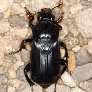 Necrophorus humator (18–26 mm)