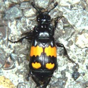 Necrophorus vespilloides (12–18 mm)