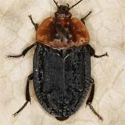 Oiceoptoma thoracica (12–16 mm)