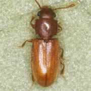 Ahasverus advena (2–2.6 mm)