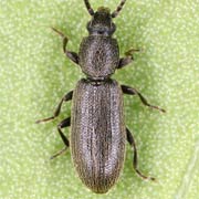 Airaphilus elongatus (2.6–3.3 mm)