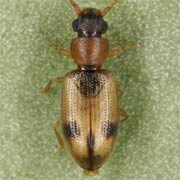 Psammoecus bipunctatus (2.3–2.8 mm)
