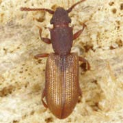 Silvanoprus fagi (2.4–2.9 mm)