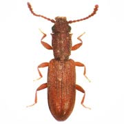 Silvanus bidentatus (2.8–3.4 mm)