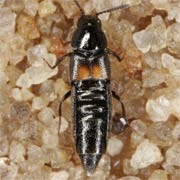 Aleochara bipustulata (2–4.5 mm)