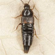 Aleochara intricata (3.5–5 mm)