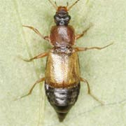 Amphichroum canaliculatum (4.5–5 mm)