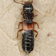 Anotylus insecatus (4–4.5 mm)