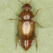 Anthobium unicolor (3.3–5 mm)