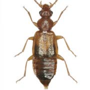 Anthophagus praeustus (4.5–6 mm)