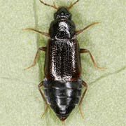 Arpedium quadrum (4.5–5.5 mm)