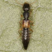 Astenus gracilis (3–3.5 mm)