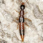 Atrecus affinis (6–8 mm)