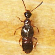 Autalia impressa (2.2–2.5 mm)