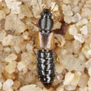 Bledius opacus (3.8–4.2 mm)