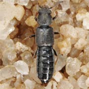 Bledius tibialis (2.5–3 mm)