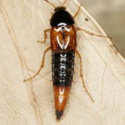 Bolitobius cingulata (7–9 mm)