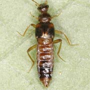 Bolitochara pulchra (4–4.5 mm)