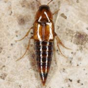 Bryophacis crassicornis (3.5–4 mm)