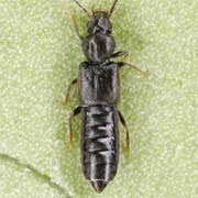 Carpelimus bilineatus (2.8–3.4 mm)