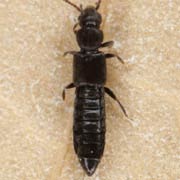 Carpelimus elongatulus (2.2–2.5 mm)